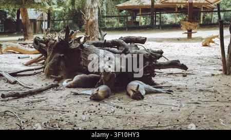 Quinta de Santo Inácio, Vila Nova de Gaia, Portogallo, un gruppo di wallaby che riposano all'ombra di una grande radice di albero caduto all'interno del loro recinto. Foto Stock