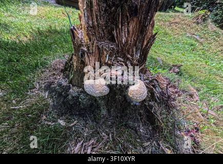 Un tronco d'albero morto su un prato verde con funghi dell'albero Foto Stock