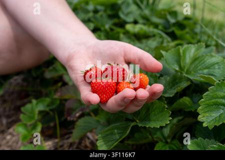 Un primo piano orizzontale in macro di una mano umana aperta che tiene alcune fragole rosse mature appena raccolte. Lo sfondo presenta colori vivaci e morbidi Foto Stock