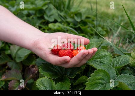 Un primo piano orizzontale in macro di una mano umana aperta che tiene alcune fragole rosse mature appena raccolte. Lo sfondo presenta colori vivaci e morbidi Foto Stock