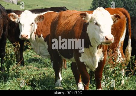 Un piccolo branco di bovini da carne, tra cui mucche Hereford marroni con faccia bianca e una giovenca nera, che pascolano su una collina erbosa. Foto Stock