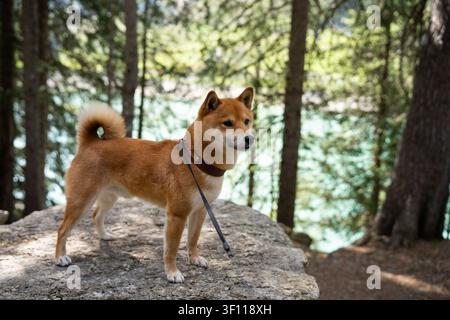 Cane Shiba inu in piedi su una roccia che guarda nella foresta con un lago sullo sfondo Foto Stock