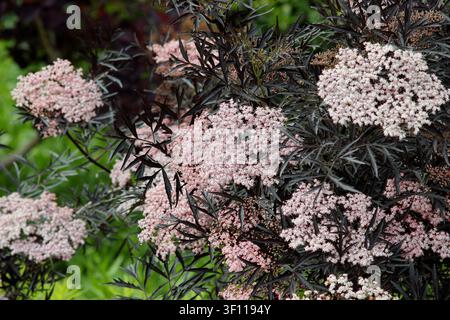 Albero Sambucus nigra Black Lace in fiore in primavera. Sambuco ornamentale, chiamato anche Sambucus Eva, Regno Unito Foto Stock