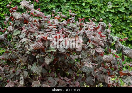 Corylus 'Red Majestic', nocciolo. Corylus avellana 'Contorta Red Majestic', nocciolo compatto con fogliame viola scuro. UK Foto Stock