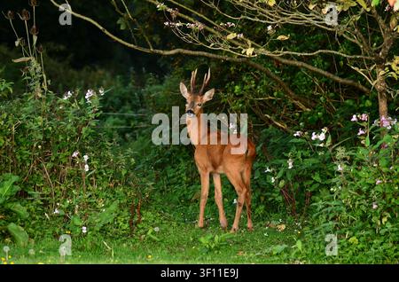 Roe Deer capreolus capreolus Dorset, Regno Unito Foto Stock