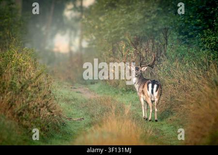 Vista di un cervo con corna in piedi su un sentiero boschivo circondato da erba alta e alberi nebbiosi a Debrzno, Voivodato della Pomerania, Polonia. Foto Stock
