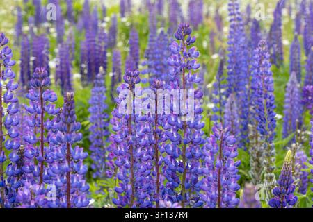 una vista orizzontale di piante di lupino viola e margherite bianche che fioriscono in un prato verde all'aperto, contro uno sfondo sfocato di foresta alla luce naturale del giorno Foto Stock