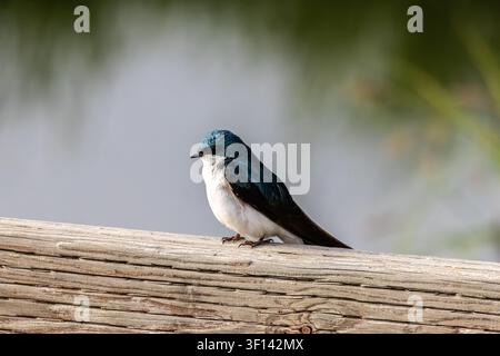 Rondine arboricola Tachycineta bicolor appollaiata su una ringhiera di legno consumata con sfondo sfocato a Anchorage, Alaska, USA Foto Stock