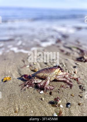 Granchio sulla spiaggia di sabbia della costa tedesca del Mare del Nord. L'immagine documenta l'habitat naturale nella transizione tra sabbia, zona di risacca e mare Foto Stock