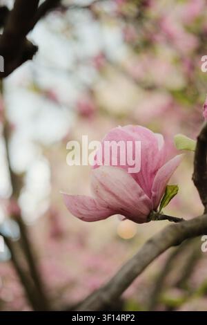 Unica fioritura di magnolia rosa su un ramo in primavera a Basilea Foto Stock