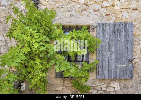 Vista di una finestra sbarrata con un negozio in legno grigio consumato su una facciata in pietra naturale rustica, davanti ad essa una lussureggiante vite con foglie verdi e frutti immaturi Foto Stock