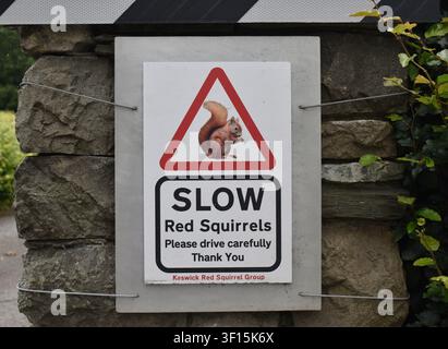 Segnale che avverte i conducenti delle scoiattoli rossi (Sciurus vulgaris) nel Lake District. Foto Stock
