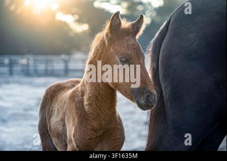 Foallo di cavallo Paso Fino con pelo soffice si trova accanto alla giumenta in un pascolo freddo e ghiacciato Foto Stock
