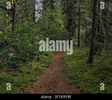 Sentiero escursionistico sinuoso attraverso una foresta rigogliosa e muschiosa con rododendri in fiore Foto Stock