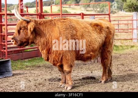 Fotografia di una grande mucca delle Highlands scozzesi con corna in piedi al sole in un pascolo agricolo in una fattoria di bestiame nelle Blue Mountains nel Ne Foto Stock