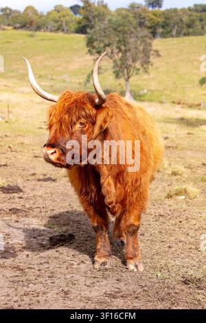 Fotografia di una grande mucca delle Highlands scozzesi con corna in piedi al sole in un pascolo agricolo in una fattoria di bestiame nelle Blue Mountains nel Ne Foto Stock