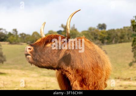 Fotografia di una grande mucca delle Highlands scozzesi con corna in piedi al sole in un pascolo agricolo in una fattoria di bestiame nelle Blue Mountains nel Ne Foto Stock