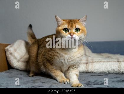 Bellissima gatta British Golden Chinchilla che si rilassa sul divano a casa. Adorabile animale domestico di razza pura con pelo dorato, interno accogliente, comfort domestico, compagno felino Foto Stock