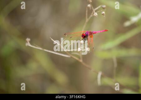 immagine macro di una libellula rosso brillante appollaiata su uno stelo d'erba secca con ali delicate e trasparenti e profondità di campo ridotta. lo sfondo morbido alto Foto Stock