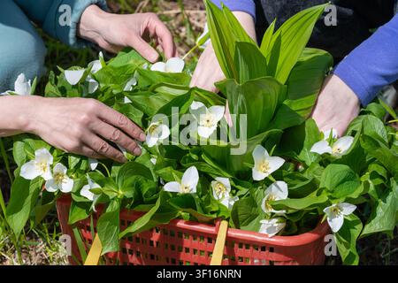 Primo piano di mani femminili che raccolgono fiori di trillio bianchi con ampie foglie verdi in un cestino di plastica rosso. La luce naturale del sole mette in risalto la primavera fresca Foto Stock