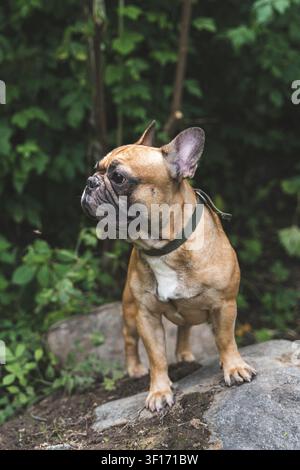Bulldog francese fawn in piedi su una roccia nella foresta con sfondo di fogliame verde. Foto Stock