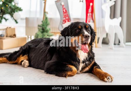 Cane da montagna bernese adagiato davanti all'albero di Natale Foto Stock