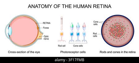 Anatomia della retina umana. Sezione trasversale dell'occhio. Primo piano dei fotorecettori bastoni e coni. Struttura della retina. Diagramma infografico per Ophth Illustrazione Vettoriale