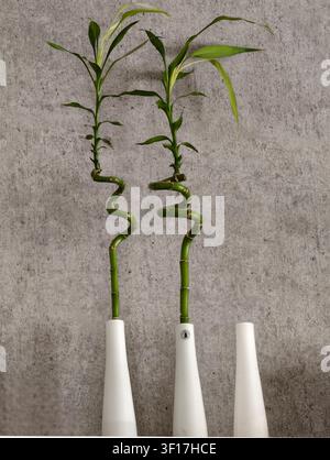 Piante di bambù attorcigliate che si ergono in piedi in vasi, su uno sfondo di muro di cemento, con piante di bambù attorcigliate, vasi bianchi, da una prospettiva frontale Foto Stock