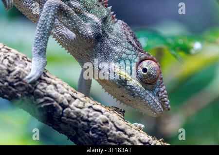 Un camaleonte pantera, Furcifer pardalis, vista laterale. Una lucertola colorata, con la capacità di cambiare il suo aspetto Foto Stock