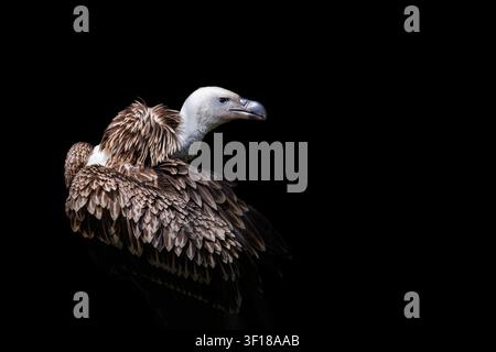 Un avvoltoio di Ruppell, Gyps rueppelli, su sfondo nero. Un grande uccello rapace endemico della regione del Sahel in Africa Foto Stock