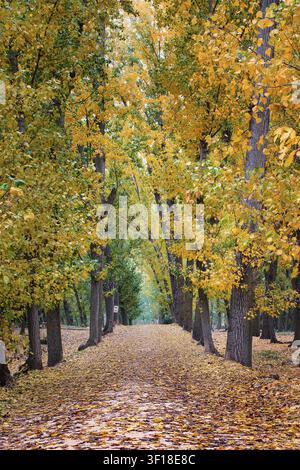 Sentiero boschivo autunnale coperto di foglie cadute ad Arroyomolinos, Madrid, Spagna. Foto Stock
