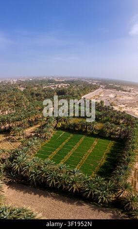 Vista aerea di un'oasi lussureggiante di palme da dattero con un campo verde vivace al centro, circondata da un paesaggio desertico arido a Panjgur, Balochistan, Pakistan. Foto Stock