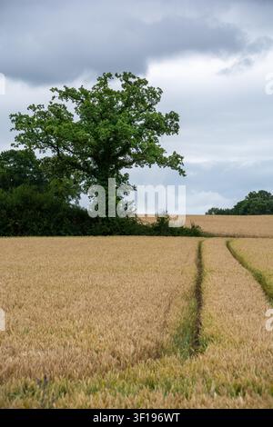 Grande quercia che si erge in un campo di grano dorato con tracce di pneumatici del trattore sotto un cielo nuvoloso Foto Stock