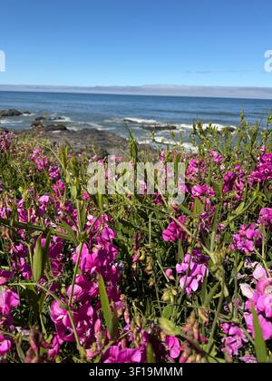Bellissime fiori di pisello odoroso che crescono lungo la costa a Yachats, Oregon. Foto Stock