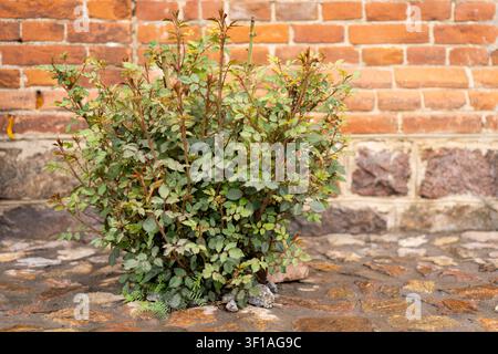Rose Bush con boccioli che iniziano a fiorire in giardino Foto Stock