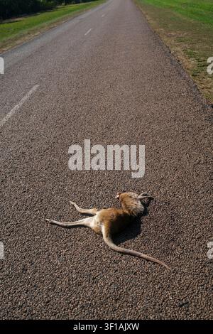 Investimento di canguro in Australia Foto Stock