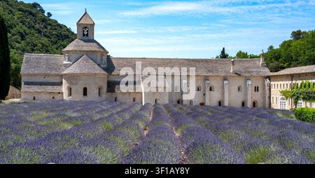 Abbazia di Senanque, vicino a Gordes, Provenza, Francia Foto Stock