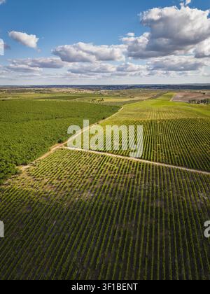 Vista aerea di vigneti e campi agricoli rigogliosi sotto un cielo blu con nuvole sparse a Pias, distretto di Beja, Portogallo. Foto Stock
