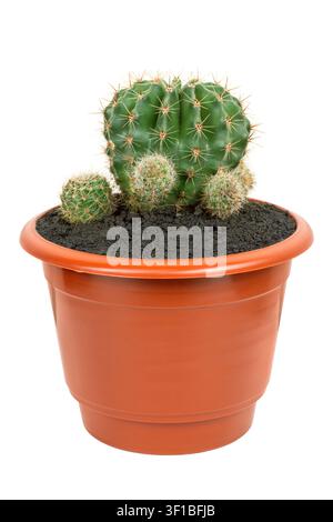 Cacto in un vaso di fiori su uno sfondo bianco. Cacto Echinopsis in un vaso di fiori isolato. Foto Stock