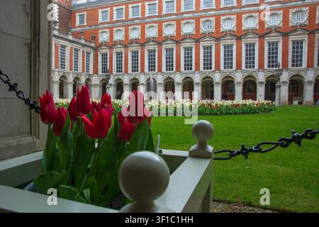 Il festival dei tulipani di Hampton Court Palace, Fountain Court, Londra, Regno Unito Foto Stock
