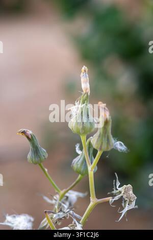 Capolini di cardo (Asteraceae) in fase tarda con pappo in dispersione, Egitto. Foto Stock