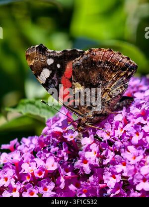 Farfalla Vanessa atalanta su un cespuglio di Buddleia, Wirral, Regno Unito Foto Stock