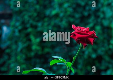 Un'unica bella fioritura di rosa rossa su uno stelo con foglie si staglia contro uno sfondo verde sfocato e suggestivo del giardino. Foto Stock