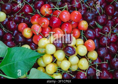 Ciliegie rosse, gialle e scure dolci mescolate disposte come sfondo colorato in primo piano con foglie verdi, che mostrano frutta estiva fresca e prodotti stagionali Foto Stock