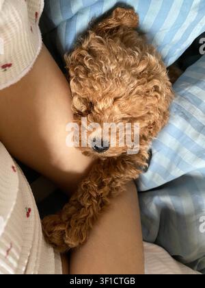 Cucciolo di barboncino toy addormentato che si accoccola in grembo al proprietario sotto una calda coperta blu all'interno. Foto Stock