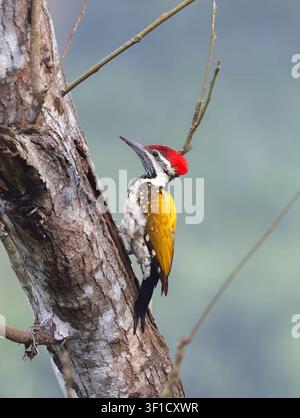 Picchio dal dorso nero su un albero. Questa foto è stata scattata in Bangladesh. Foto Stock