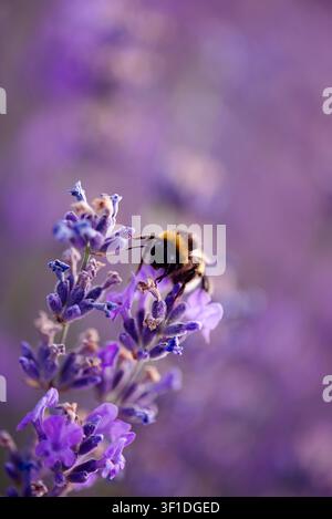 Bumblebee che impollina un fiore di lavanda in fiore, primo piano con sfondo bokeh viola. Primo piano macro di un bombus che raccoglie nettare. Colorato Foto Stock