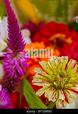 Primo piano di zinnie screziate e celosia a cresta viola Foto Stock