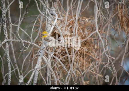 Un verdino (Auriparus flaviceps) è posato su un ramo davanti all'ingresso del nido che sta costruendo. Foto Stock