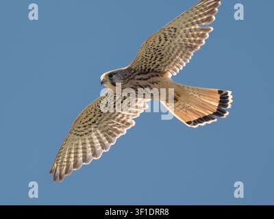 Falco pellegrino in volo nel Regno Unito [ Falco tinnunculus] Foto Stock